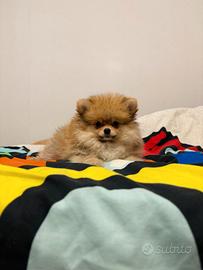 CUCCIOLO Spitz pomerania maschio 2 mesi orange
