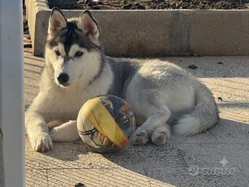 Cucciolo Siberian Husky
