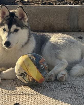 Cucciolo Siberian Husky