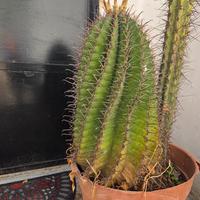 Ferocactus Latispinus 