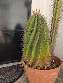 Ferocactus Latispinus 