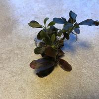 Bucephalandra Theia Blue - pianta acquario