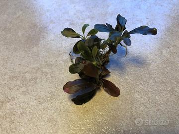 Bucephalandra Theia Blue - pianta acquario