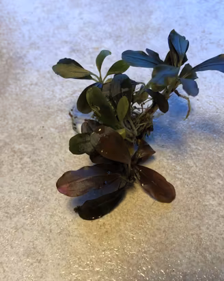 Bucephalandra Theia Blue - pianta acquario
