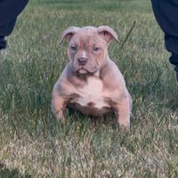 Amerikan bully XL