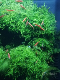 Gamberetti caridine Red cherry