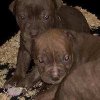Cuccioli disponibili american pitbull terrier