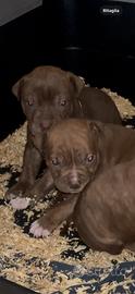 Cuccioli disponibili american pitbull terrier