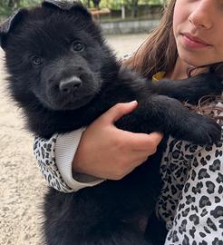 ULTIMI Stupendi Cuccioli Pastore Ted. LINEA LAVORO