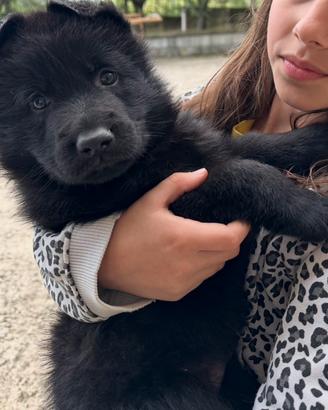 ULTIMI Stupendi Cuccioli Pastore Ted. LINEA LAVORO