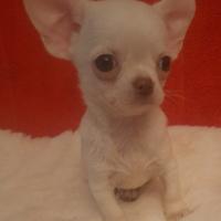 Chihuahua maschio a pelo corto