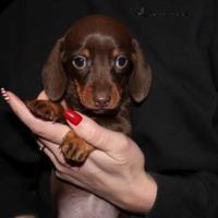 Cuccioli bassotti chocolate Kaninchen