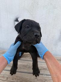 Cane corso