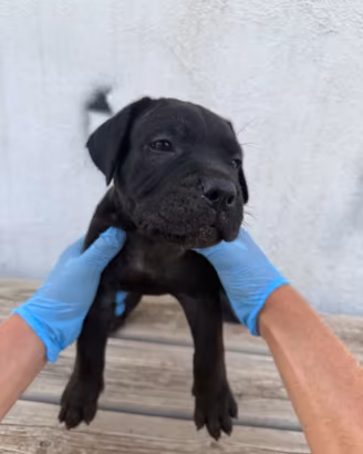 Cane corso
