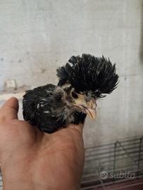 Pulcini di galline ornamentali