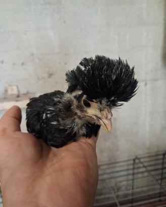 Pulcini di galline ornamentali