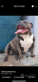 American Bully