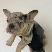 Bull dog francese