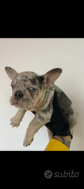 Bull dog francese