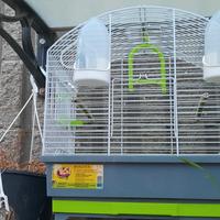 gabbia per uccellini 