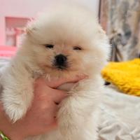 Volpino di pomerania spitz tedesco nano