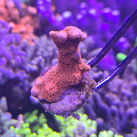 Montipora Digitata SuperRed