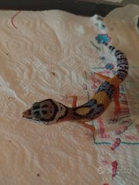 Geco leopardino