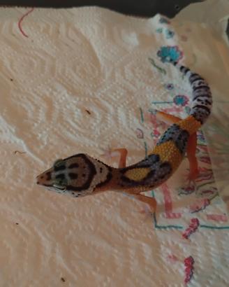 Geco leopardino