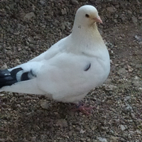 Colombi da carne King e California