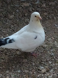 Colombi da carne King e California