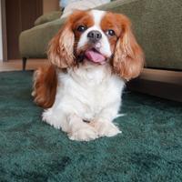 Cavalier King Charles Spaniel Blenheim per monta