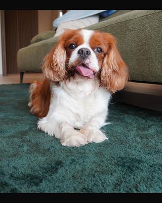 Cavalier King Charles Spaniel Blenheim per monta