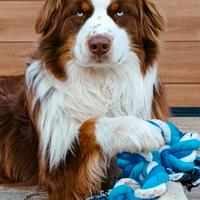 Pastore australiano per monta