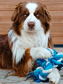 Pastore australiano per monta