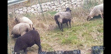Pecora