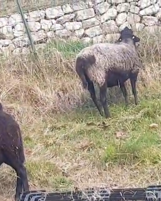 Pecora