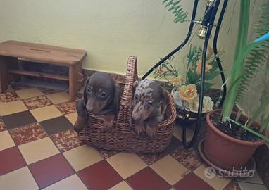 Bassotti toy Kaninchen