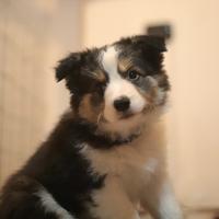 Cuccioli di Border Collie con Pedigree