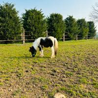 Splendida coppia mini pony
