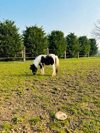 Splendida coppia mini pony