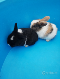 Coniglietti nani testa di leone