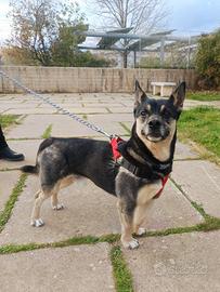 Giovane maschietto taglia medio piccola