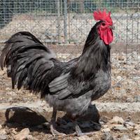 Galli Australorp e polli Marans