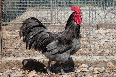 Galli Australorp e polli Marans