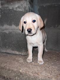 Ultima cucciola labrador