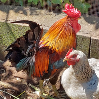 Su prenotazione pulcini di siciliani coronata