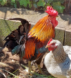 Su prenotazione pulcini di siciliani coronata