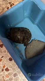 Tartaruga d’acqua dolce