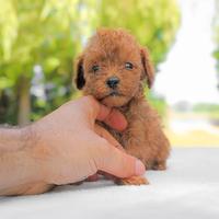 Cucciolo di Barboncino Rosso