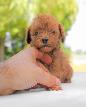 Cucciolo di Barboncino Rosso